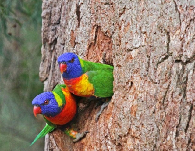 rainbow lorikeets