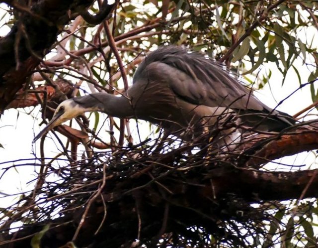 heron nest building started
