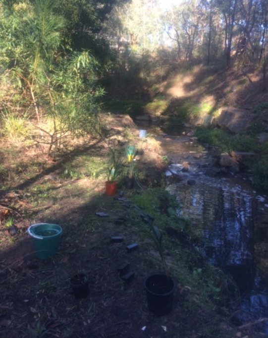 working bee 20150628 along the creek