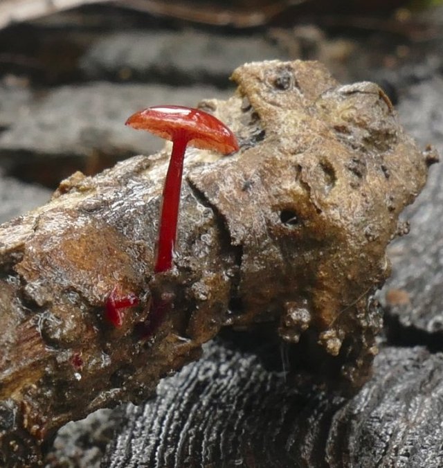 red fungus