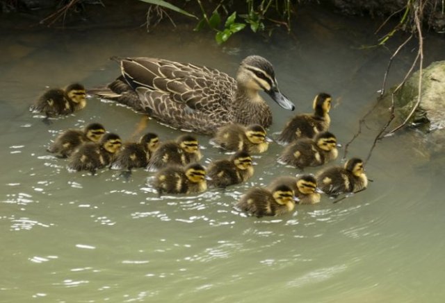 first ducklings 2016