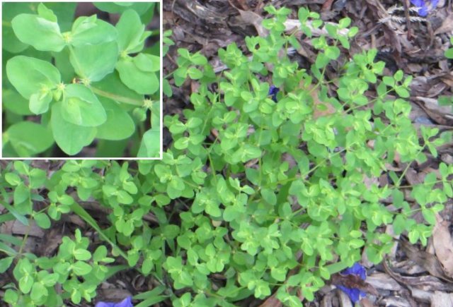 petty-spurge