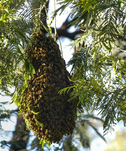 bee-swarm