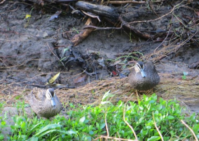 black-ducks-kalang-park