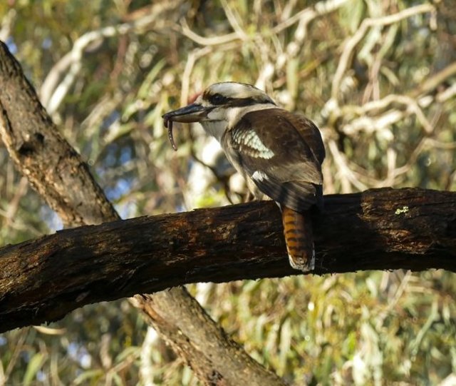 kookaburra-from-ruth