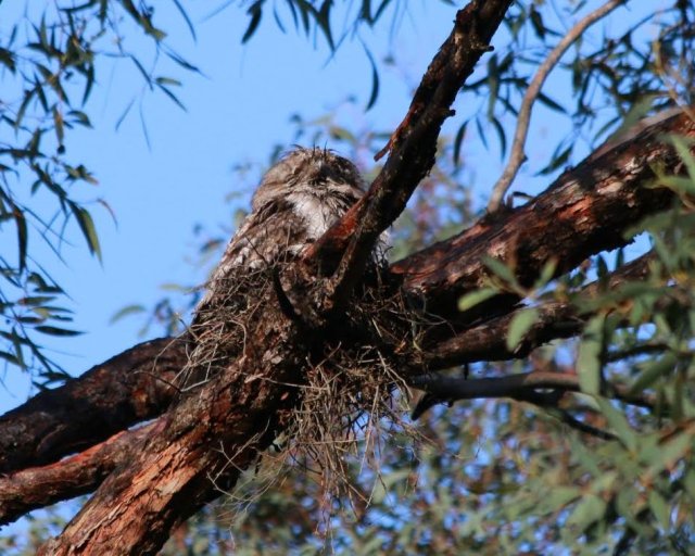 tawny-on-nest