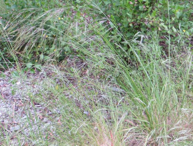 chilean-needle-grass