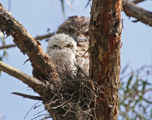 tawny-and-chick