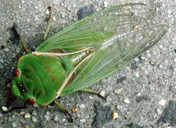 greengrocer-cicada