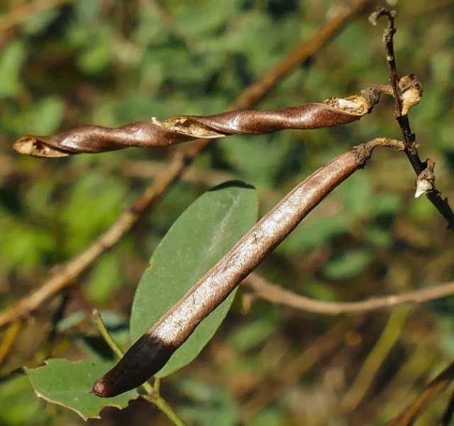 seed-pod-austral-indigo