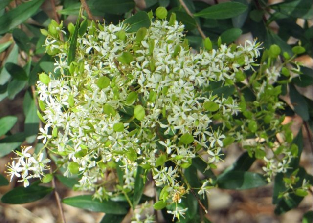 sweet-busaria-kalang-park