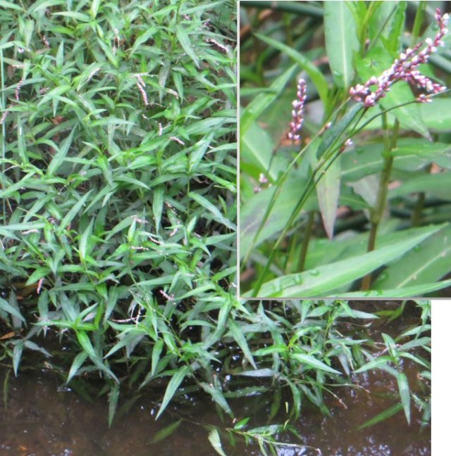 persicaria-decipiens