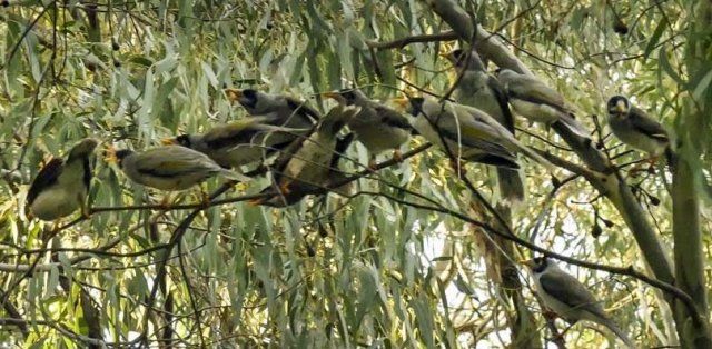 Australian Noisy Miners Blacks Walk 10 August 2017