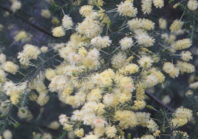 wattle flowers