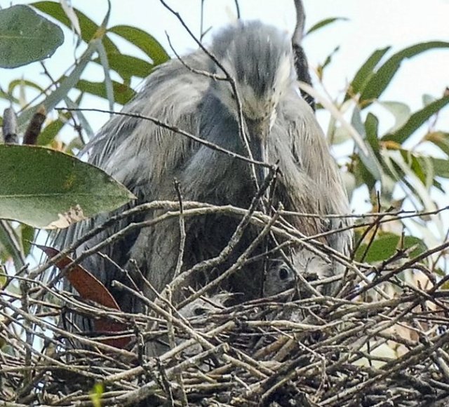 white-faced heron and chicks