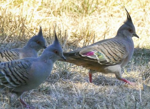 This image has an empty alt attribute; its file name is off-to-the-bird-count.jpg